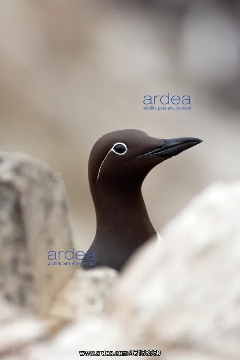 : Common Murre : Common Murre
