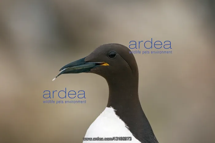 : Common Murre : Common Murre