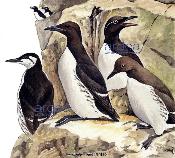  : Common Murre