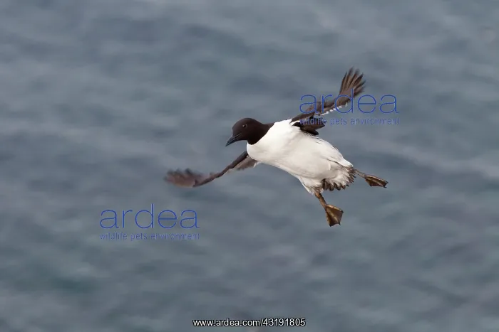 : Common Murre : Common Murre