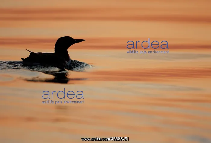 : Common Murre : Common Murre
