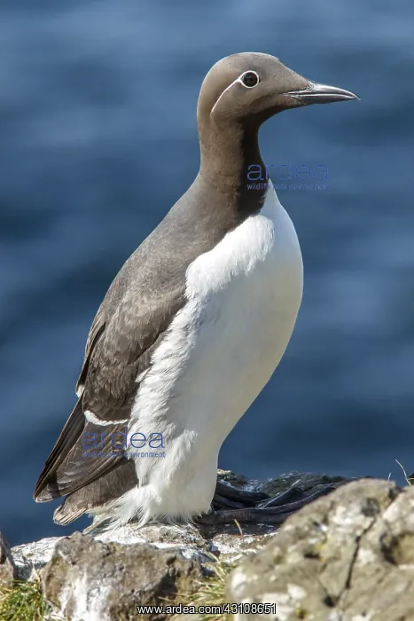 : Common Murre - adult bridled (mutation of color : Common Murre - adult bridled (mutation of color