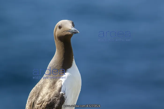 : Common Murre - adult bridled (mutation of color : Common Murre - adult bridled (mutation of color