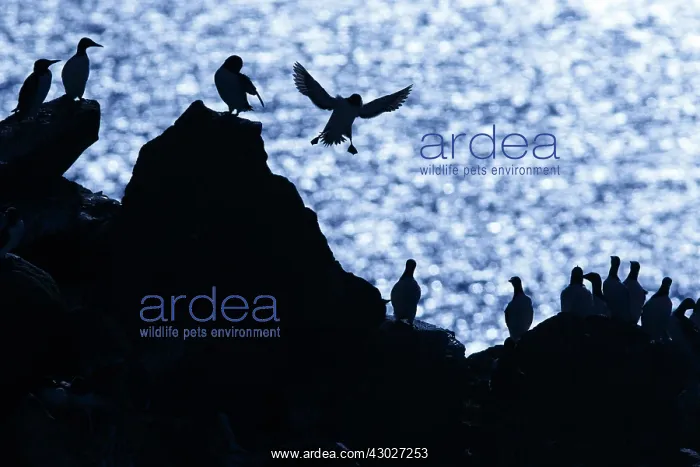 : Common Murre - colony on cliffs - Scotland, United Kingdom : Common Murre - colony on cliffs - Scotland, United Kingdom