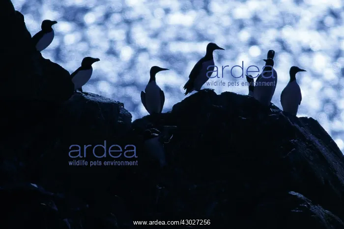  : Common Murre - colony on cliffs - Scotland, United Kingdom