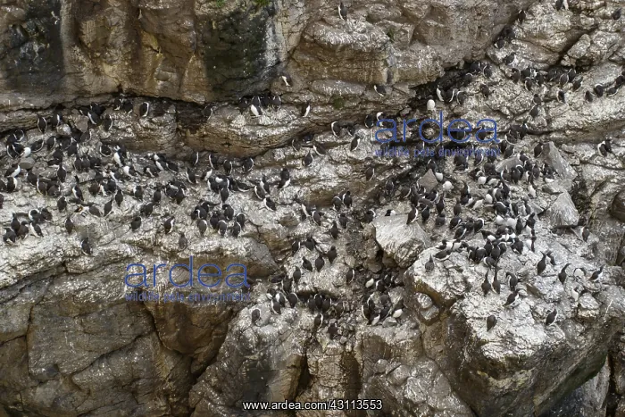 : Common Murre - colony on cliffs - Scotland, United Kingdom : Common Murre - colony on cliffs - Scotland, United Kingdom