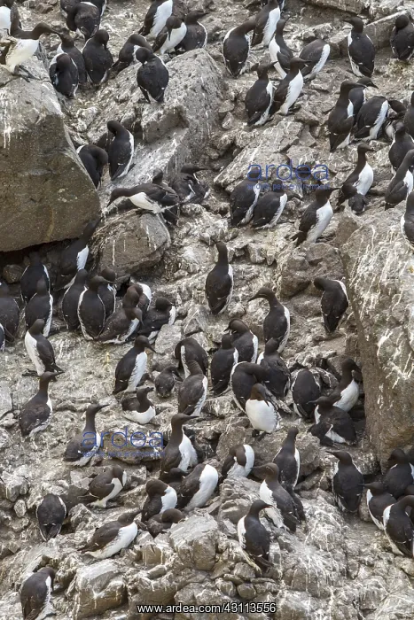 : Common Murre - colony on cliffs - Scotland, United Kingdom : Common Murre - colony on cliffs - Scotland, United Kingdom