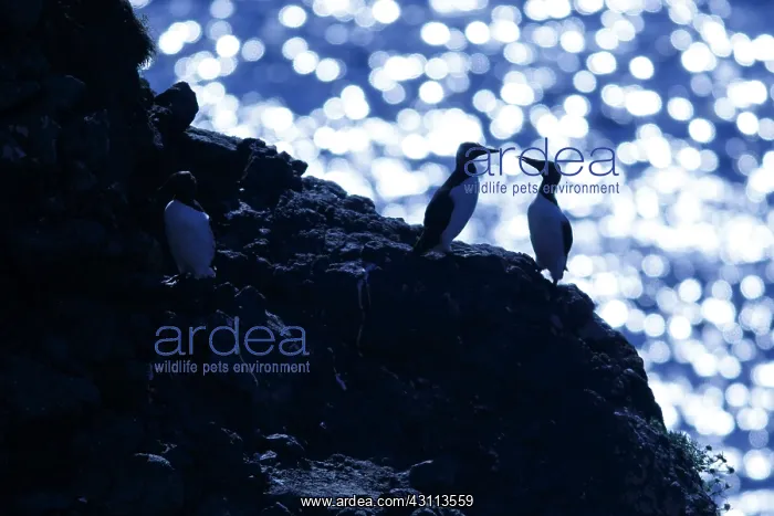 : Common Murre - colony on cliffs - Scotland, United Kingdom : Common Murre - colony on cliffs - Scotland, United Kingdom