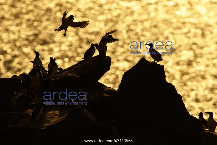 : Common Murre - colony on cliffs - Scotland, United Kingdom : Common Murre - colony on cliffs - Scotland, United Kingdom