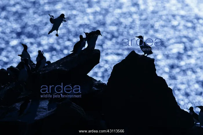 : Common Murre - colony on cliffs - Scotland, United Kingdom : Common Murre - colony on cliffs - Scotland, United Kingdom