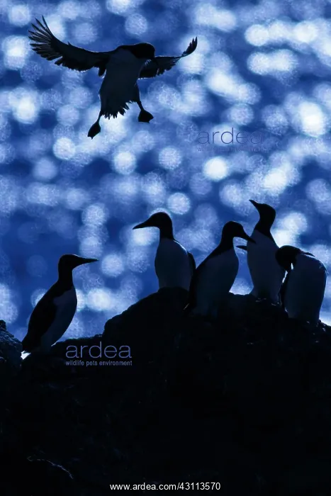 : Common Murre - colony on cliffs - Scotland, United Kingdom : Common Murre - colony on cliffs - Scotland, United Kingdom