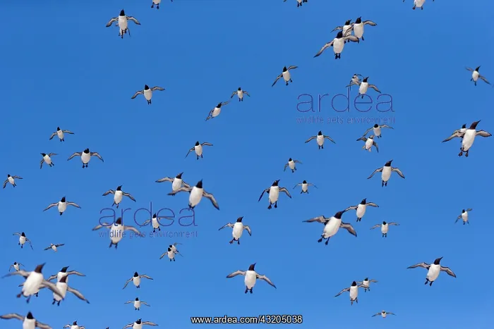 : Common murre or common guillemot (Uria aalge), in : Common murre or common guillemot (Uria aalge), in