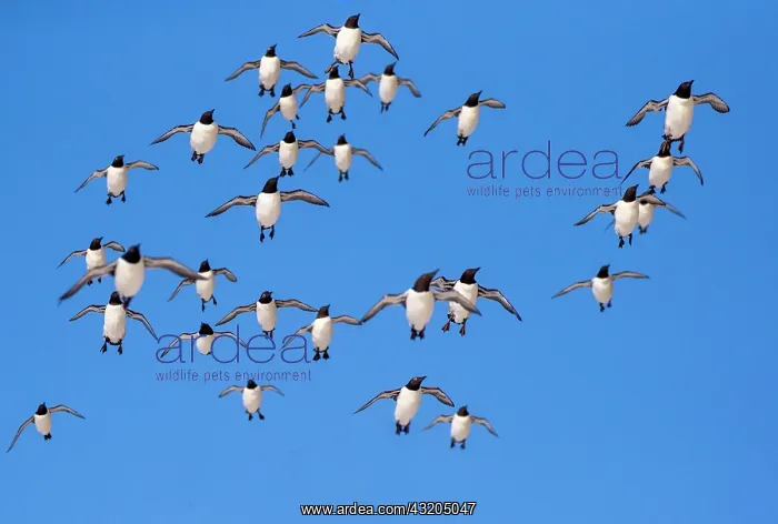 : Common murre or common guillemot (Uria aalge), in : Common murre or common guillemot (Uria aalge), in