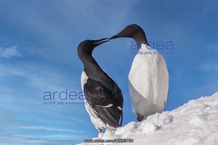 : Common murre or common guillemot (Uria aalge), in : Common murre or common guillemot (Uria aalge), in