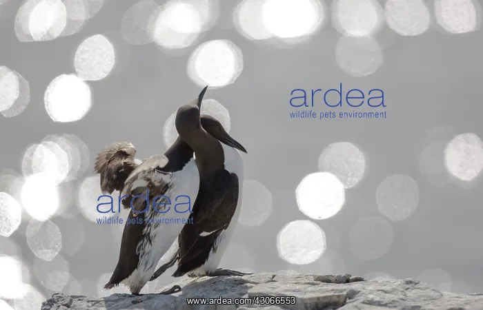 : Common Murre (Uria aalge), Farne Islands, England : Common Murre (Uria aalge), Farne Islands, England