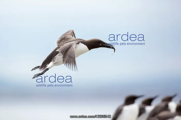 : Common Murre (Uria aalge) in flight with fis in : Common Murre (Uria aalge) in flight with fis in