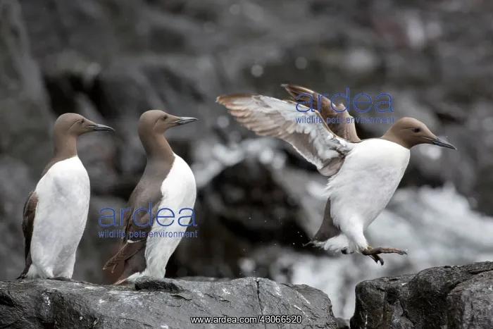 : Common Murre (Uria aalge) on shore, Farne Islands : Common Murre (Uria aalge) on shore, Farne Islands
