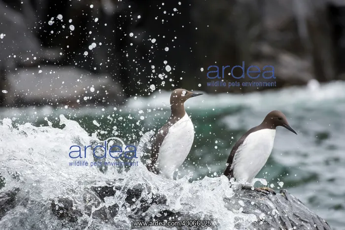 : Common Murre (Uria aalge) on shore, Farne Islands : Common Murre (Uria aalge) on shore, Farne Islands