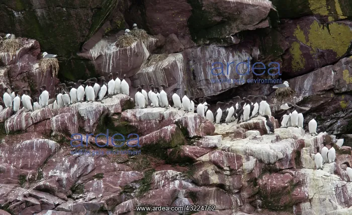: Common Murres / Common Guillemots on breeding ledges : Common Murres / Common Guillemots on breeding ledges