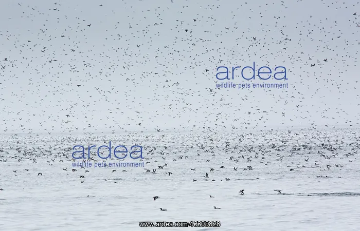 : Common Murres / Common Guillemots in flight at Witless : Common Murres / Common Guillemots in flight at Witless