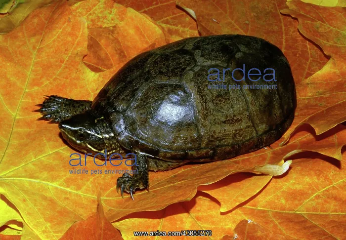 : Common Musk Turtle : Common Musk Turtle