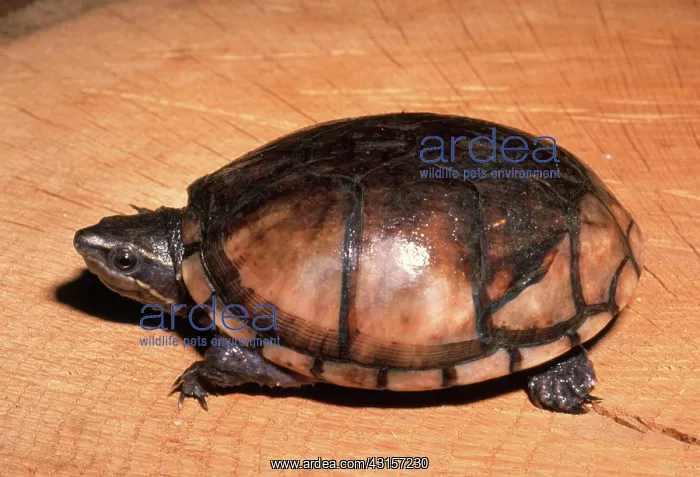 : Common Musk Turtle : Common Musk Turtle