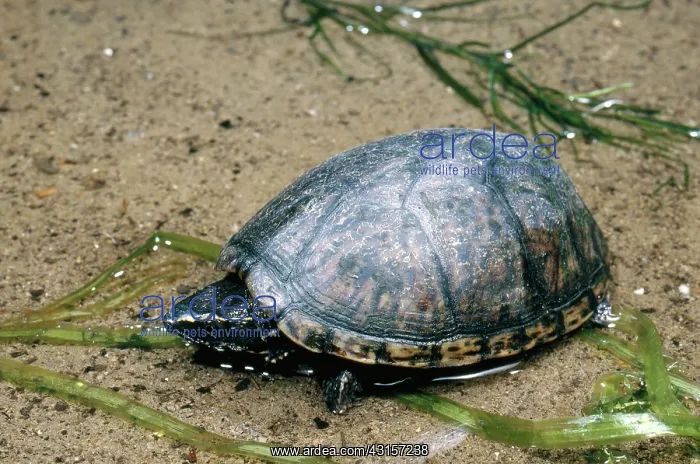 : Common Musk Turtle : Common Musk Turtle