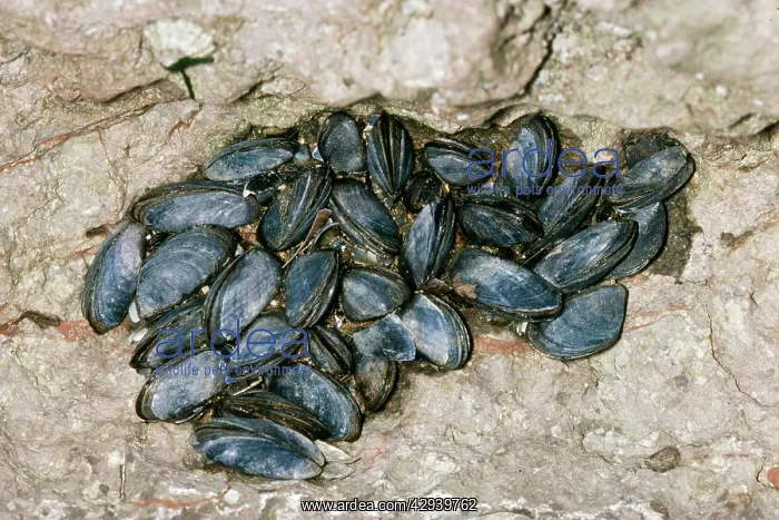 : Common Mussel : Common Mussel