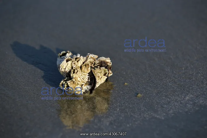 : Common Mussel : Common Mussel