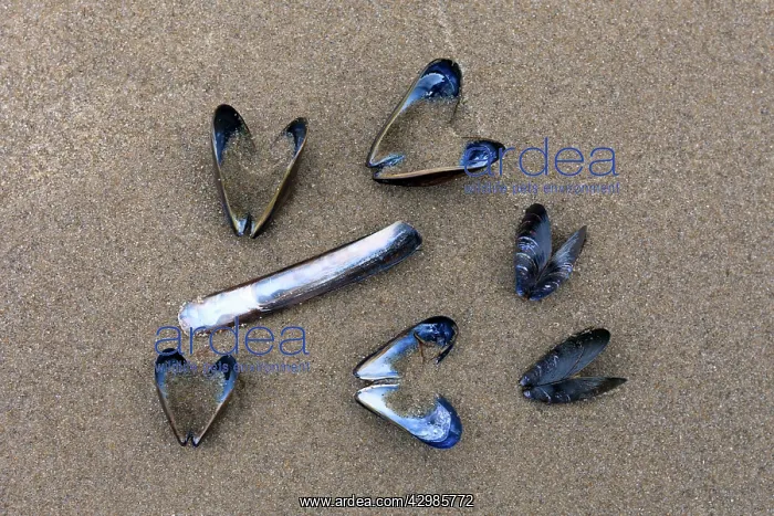 : Common Mussel and Razor Shells (Ensis siliqua) : Common Mussel and Razor Shells (Ensis siliqua)