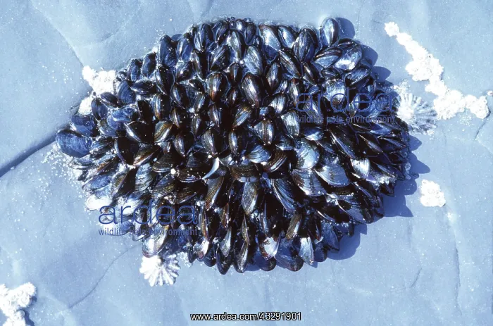 : COMMON MUSSELS : COMMON MUSSELS
