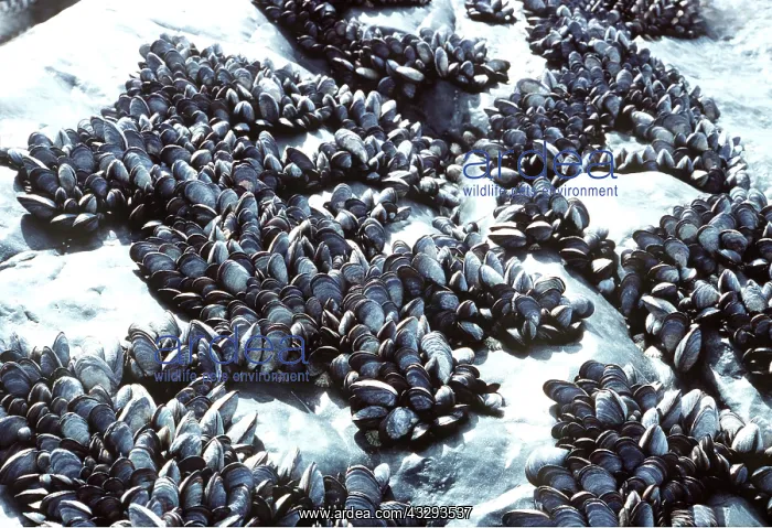 : COMMON MUSSELS : COMMON MUSSELS