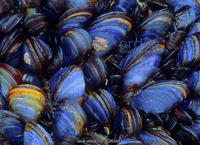 : Common mussels - clinging to a rock at low tide : Common mussels - clinging to a rock at low tide