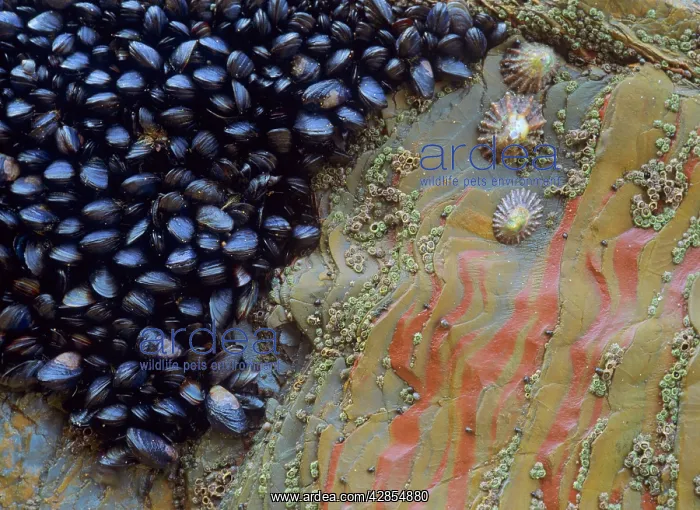  : Common mussels and limpets (Patella vulgata)clinging
