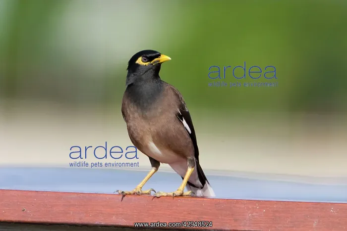 : Common Myna : Common Myna