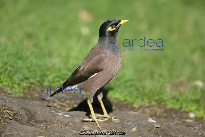 : Common Myna : Common Myna