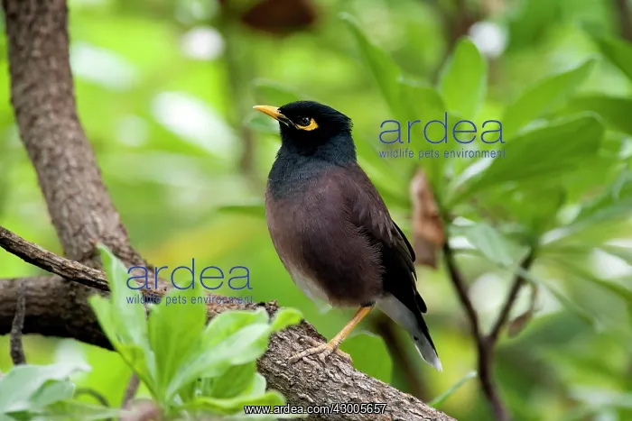 : Common Myna : Common Myna