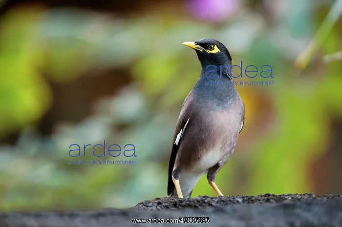 : Common Myna : Common Myna