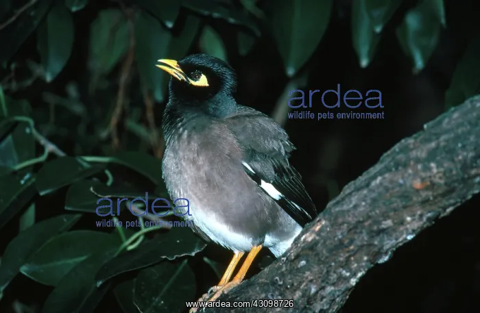 : Common Myna : Common Myna