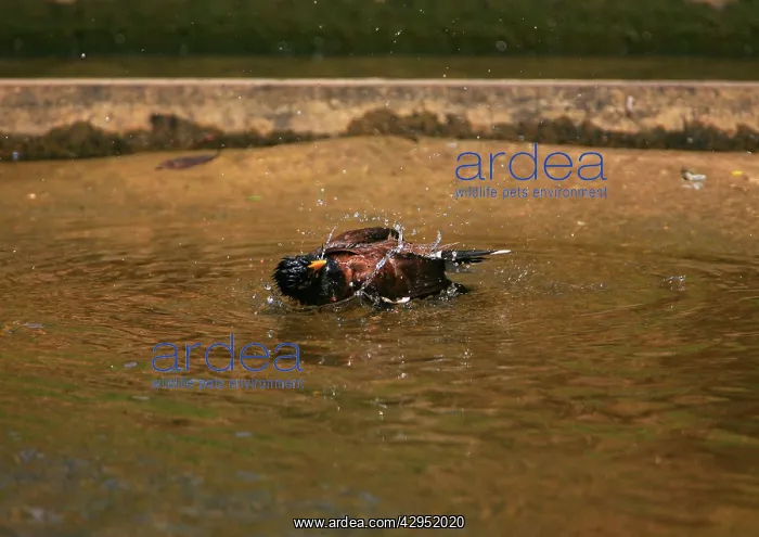: Common Myna - bathing in a stream : Common Myna - bathing in a stream