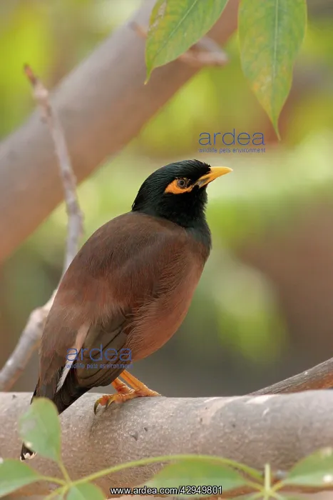 : Common Myna - on Silk Cotton tree branch (Bombax ceiba) : Common Myna - on Silk Cotton tree branch (Bombax ceiba)