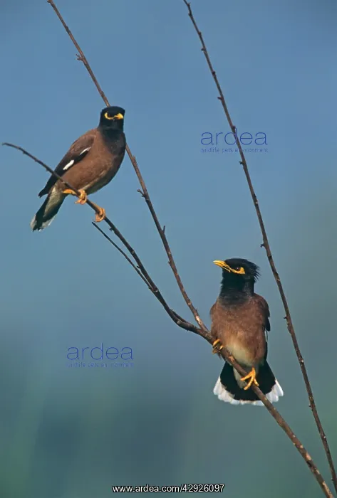 : Common Mynahs : Common Mynahs