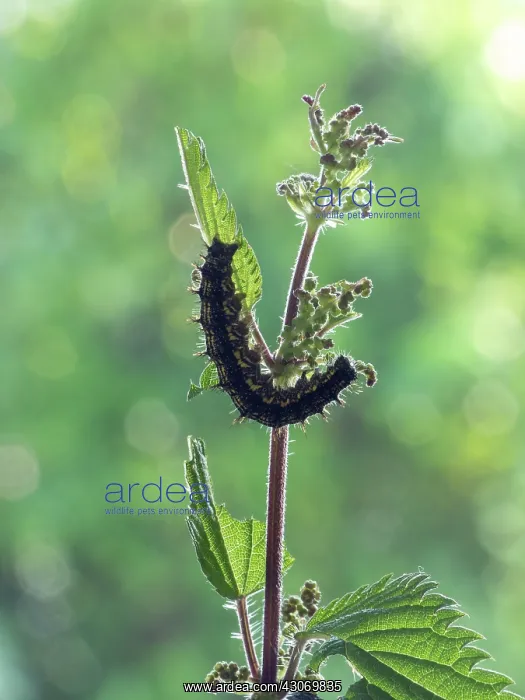 : Common Nettle : Common Nettle