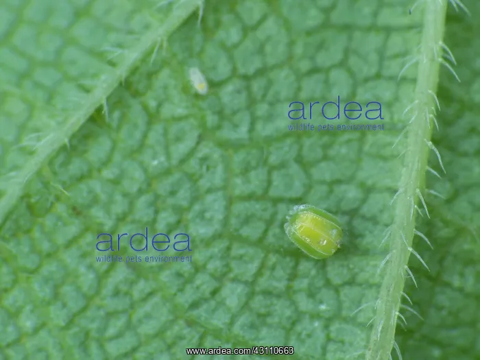 : Common Nettle : Common Nettle