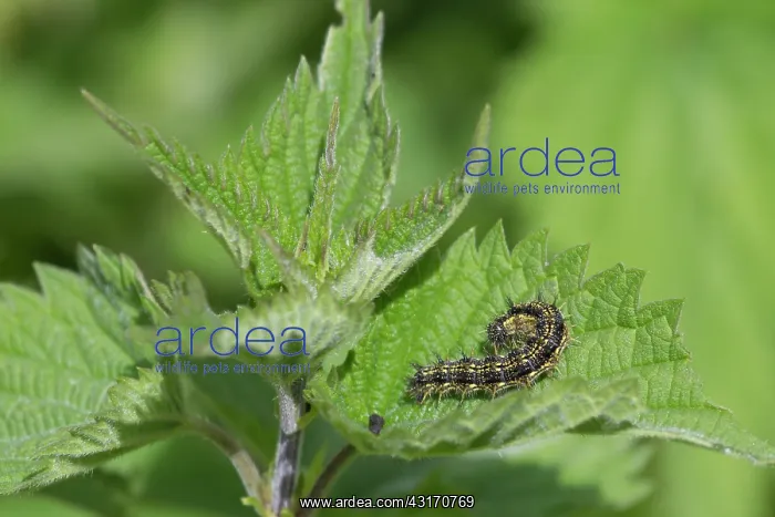: Common Nettle : Common Nettle