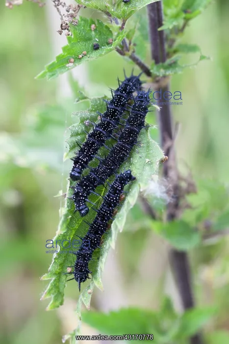 : Common Nettle : Common Nettle