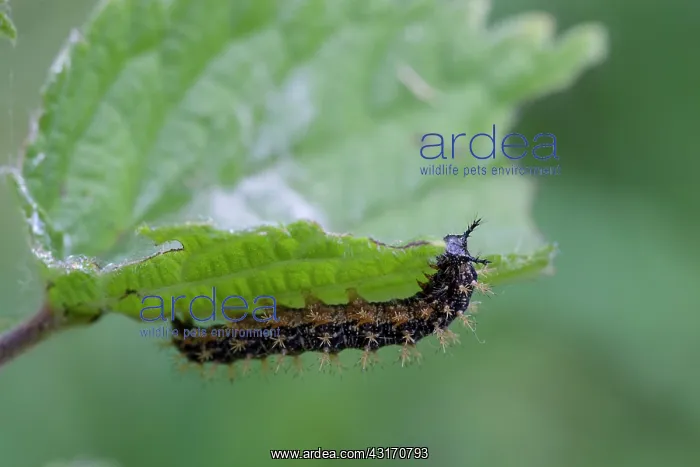 : Common Nettle : Common Nettle