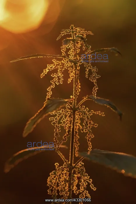 : Common nettle - inflorescence of a Common nettle seen agains : Common nettle - inflorescence of a Common nettle seen agains