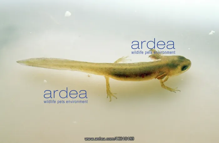 : Common Newt - with external gills : Common Newt - with external gills