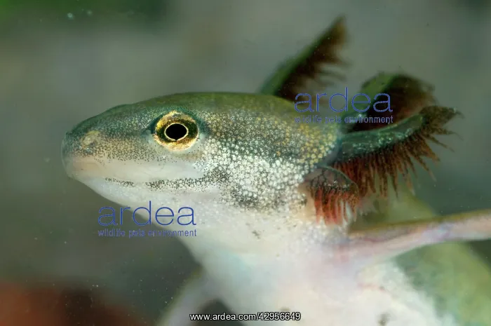 : Common Newt - neotenic female : Common Newt - neotenic female